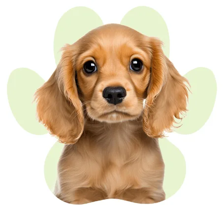 גור קוקר ספנייל מביט קדימה, עם רקע ירוק בהיר בצורת עלים