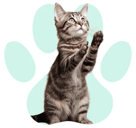 חתולים קטגוריה