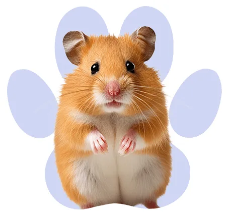 מכרסמים קטגוריה