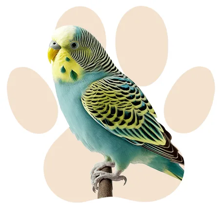 בעלי כנף קטגוריה