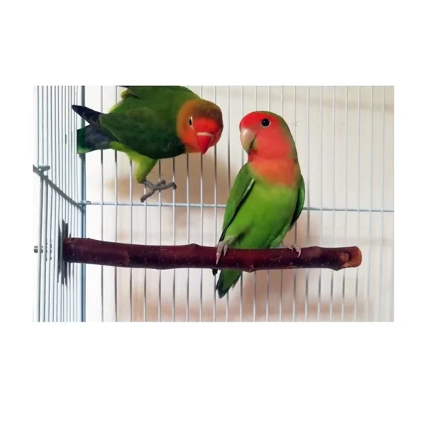 ענף עמידה לציפורים