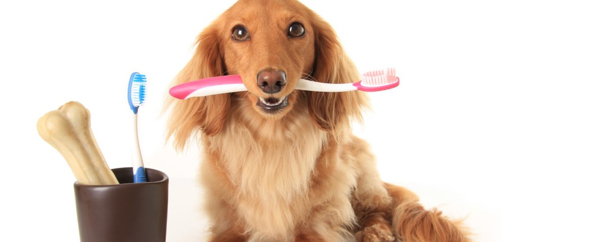 כלב עם מברשת שיניים ועצם