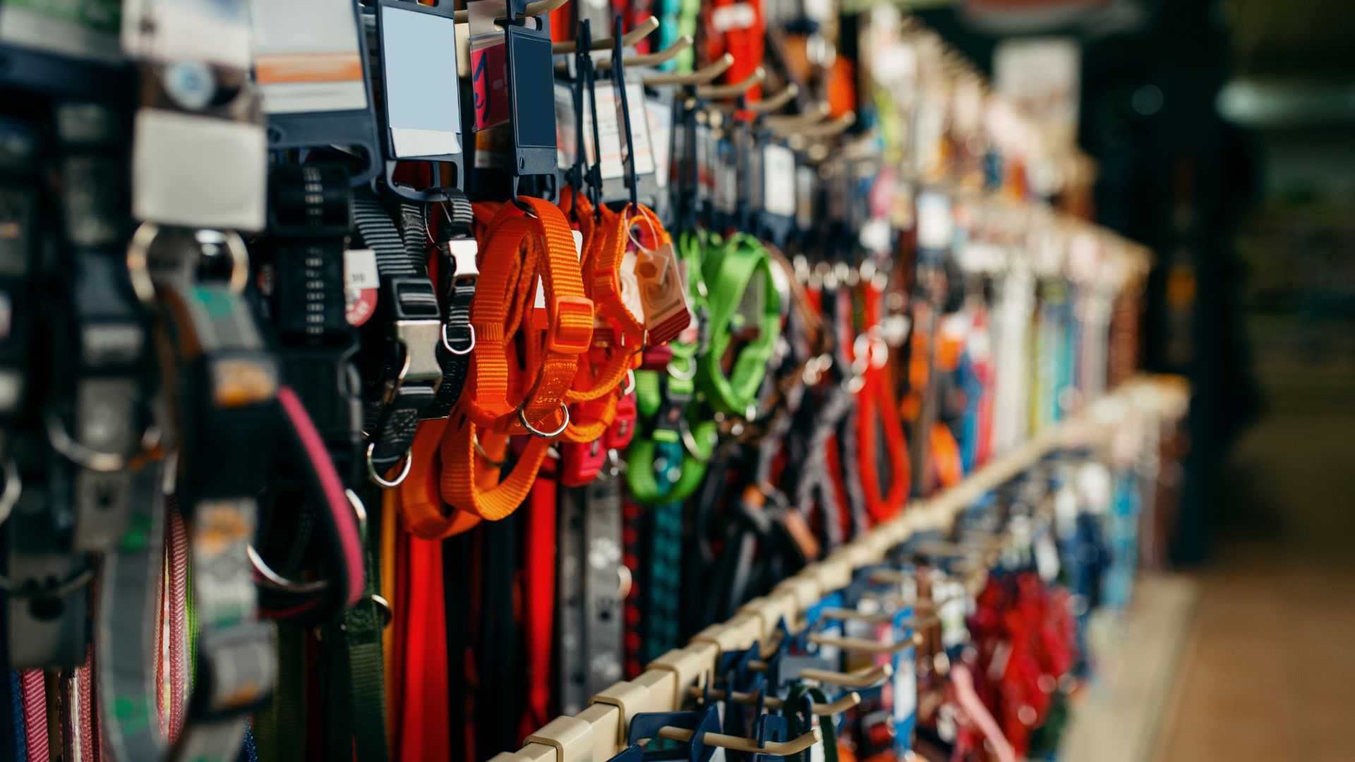 חנות חיות בחולון - משלוחים מהירים עד הבית ומחירים משתלמים