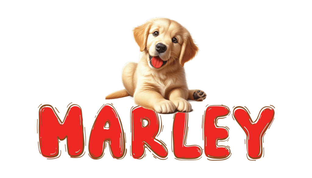 – | Marley Petshop