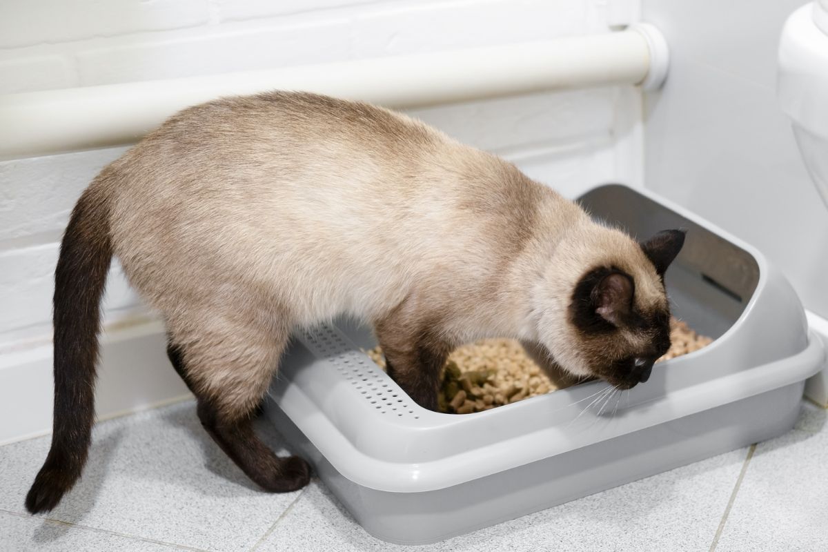 ארגז חול סגור לחתולים - האם זה באמת הפתרון הנוח ביותר?