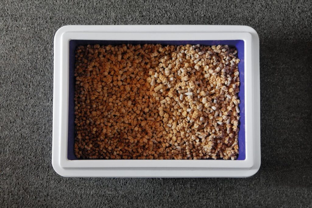 חול קריסטל לחתולים: היתרונות, החסרונות ומה חשוב לדעת