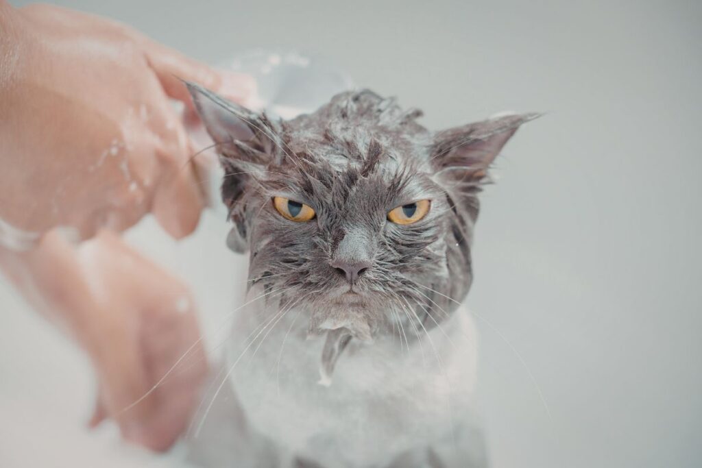 היתרונות של שמפו לחתולים