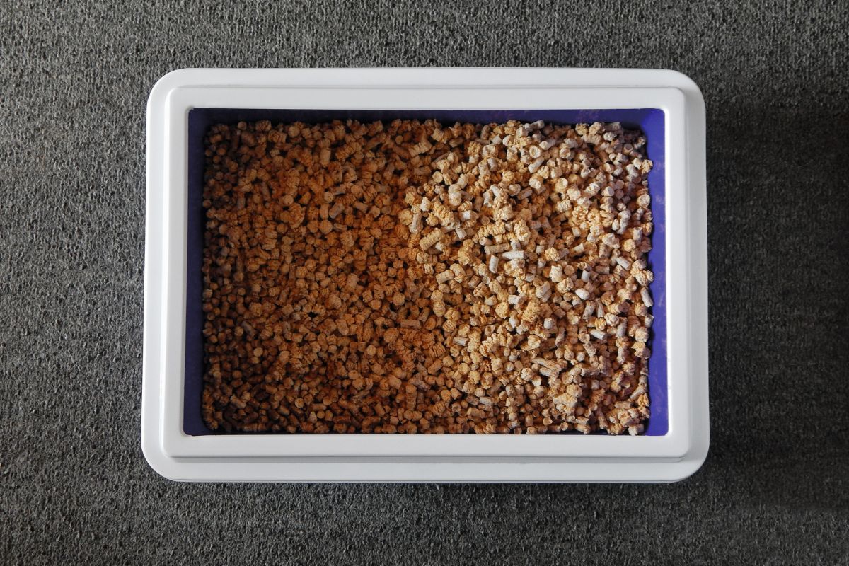 חול קריסטל לחתולים: היתרונות, החסרונות ומה חשוב לדעת