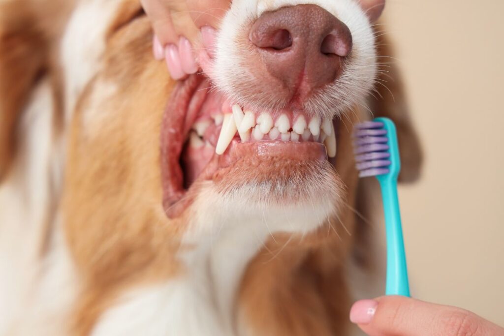 היתרונות של חטיפים דנטלים לכלבים - המדריך המלא