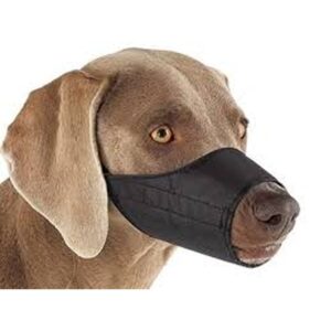 רסן בד לכלבים מידה M*